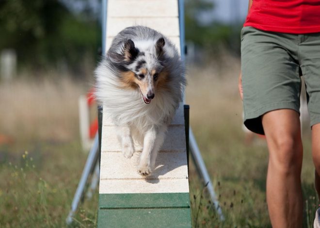 ROYAL CANIN® divulga pesquisa inédita realizada no Brasil sobre obesidade em pets