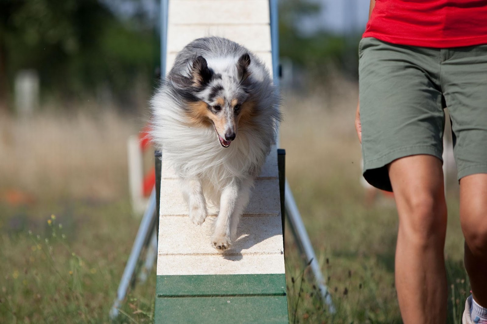ROYAL CANIN® divulga pesquisa inédita realizada no Brasil sobre obesidade em pets