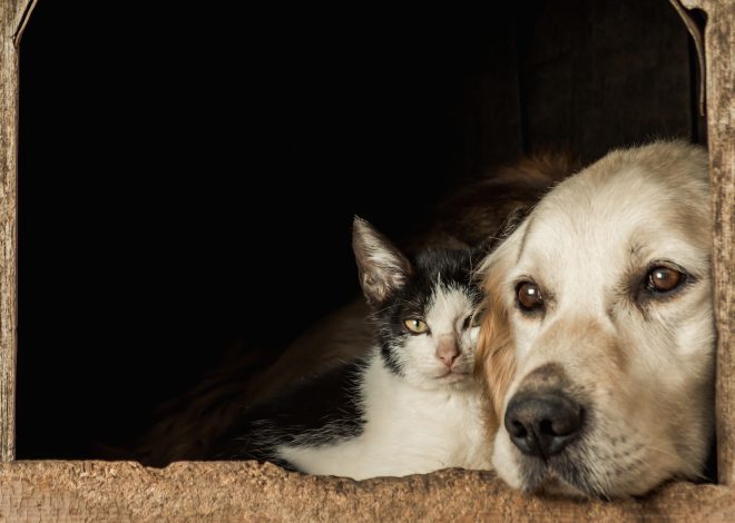 Pátio Paulista realiza nova edição de Pet Day com adoção de cães e gatos