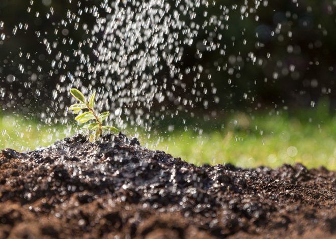 Fertilizantes: a chave para uma agricultura de excelência segundo Cauê Lopes Martins